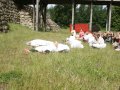 IMG_0061